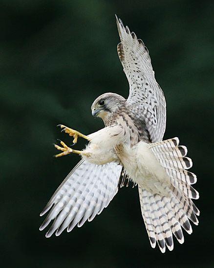 日本和冰岛的国鸟你知道吗带你了解两种珍稀鸟类