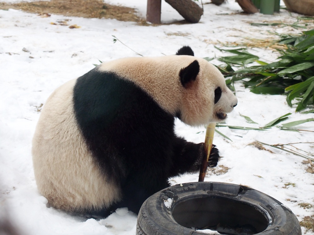 以上图片:2024年2月21日,北京动物园,大熊猫在雪地里玩耍.