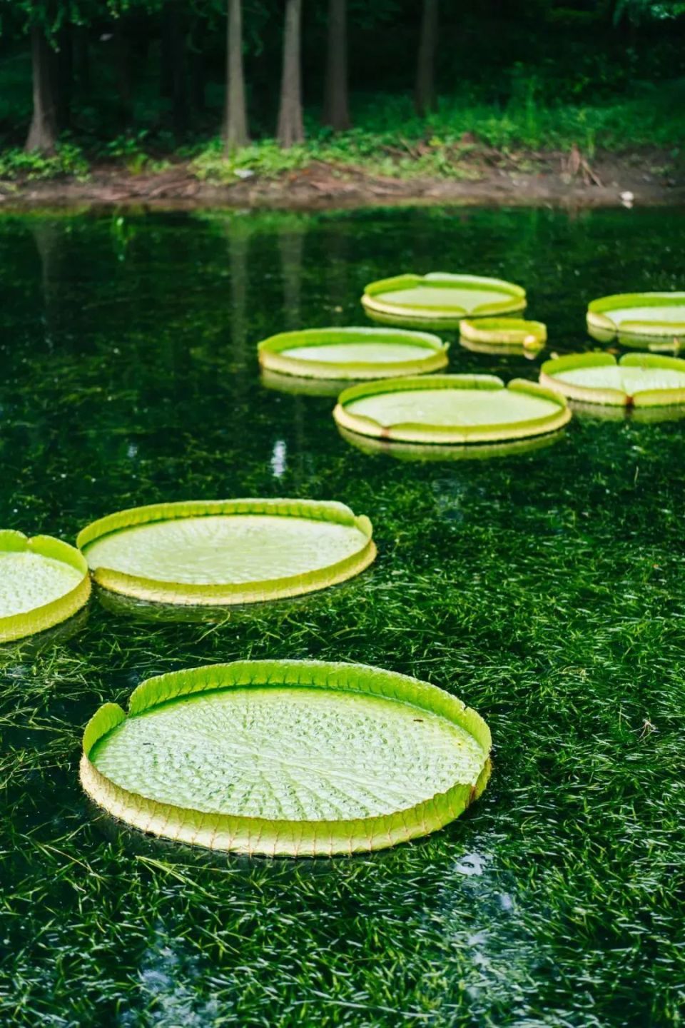 王莲进入最佳观赏期!出发,探索自然奇趣之旅
