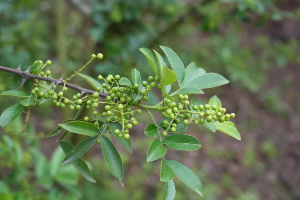 永善:椒香四溢 29万亩花椒丰收在望