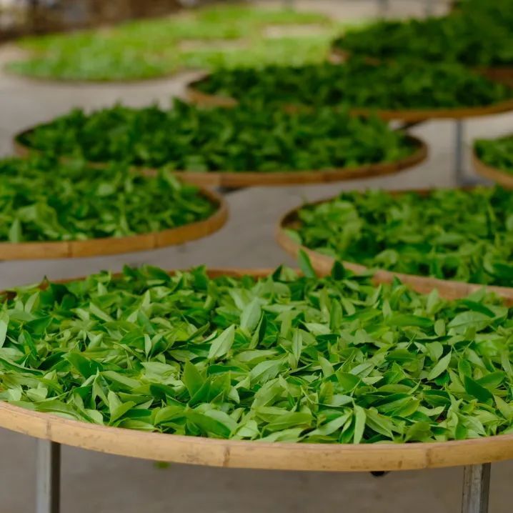 乌龙茶类中独有紧压茶「漳平水仙」,清醇甜爽透兰香