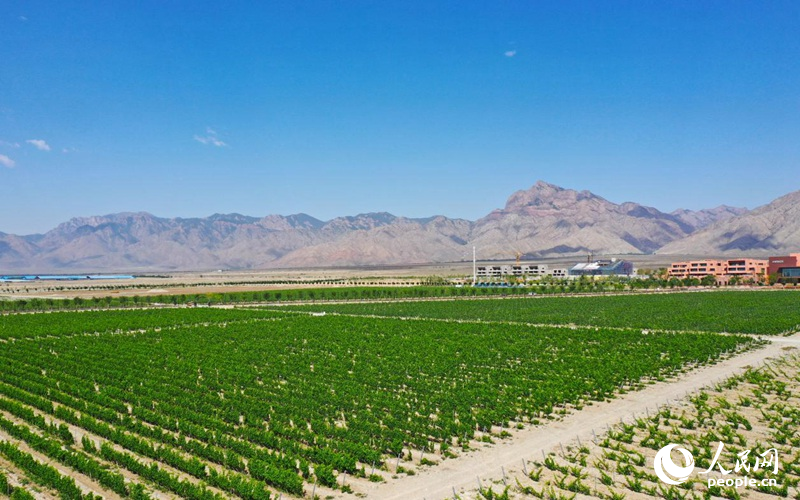 活力宁夏丨贺兰山下紫色梦想次第开