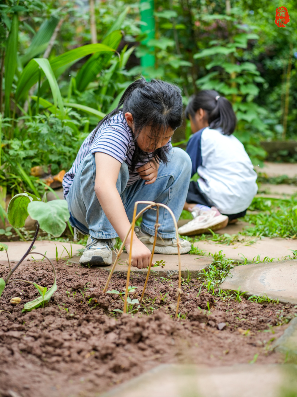 除草种菜观察蔬果,堪称现实版开心农场