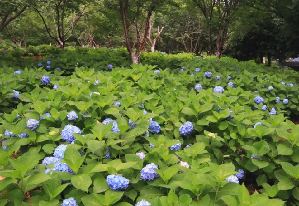 花形如球,如梦似幻为绣球科绣球属落叶小灌木绣球花又名紫阳花"散作千