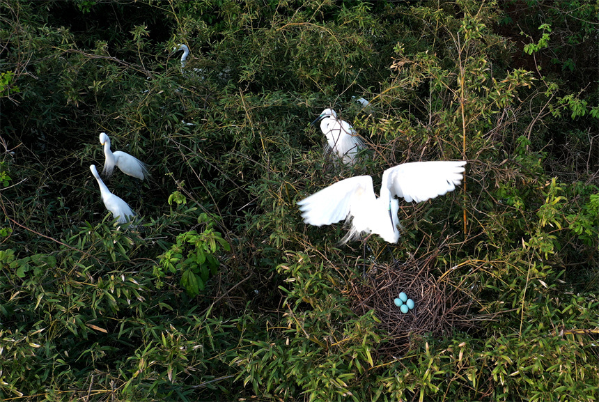 江西南昌鄱阳湖畔生态好夏候鸟安营扎寨育后代