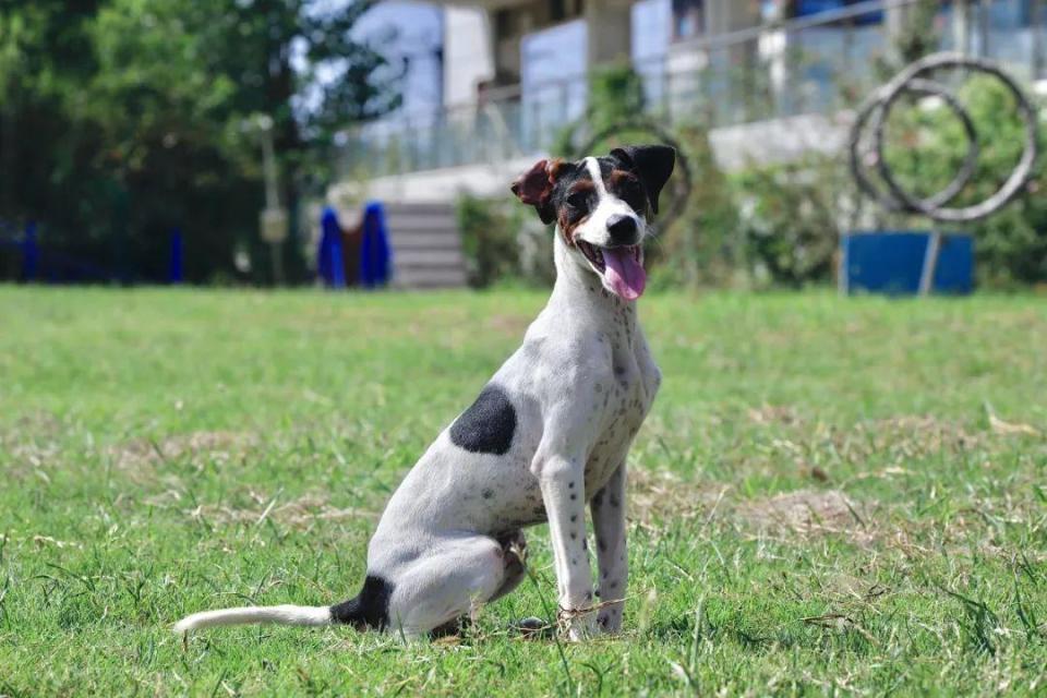 【警犬出击】中国警犬大揭秘——太仓犬_腾讯新闻