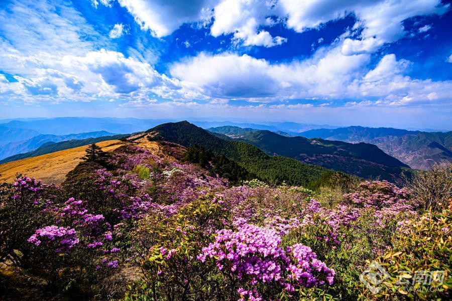 【高清组图】大姚小百草岭:杜鹃花开映山红_腾讯新闻
