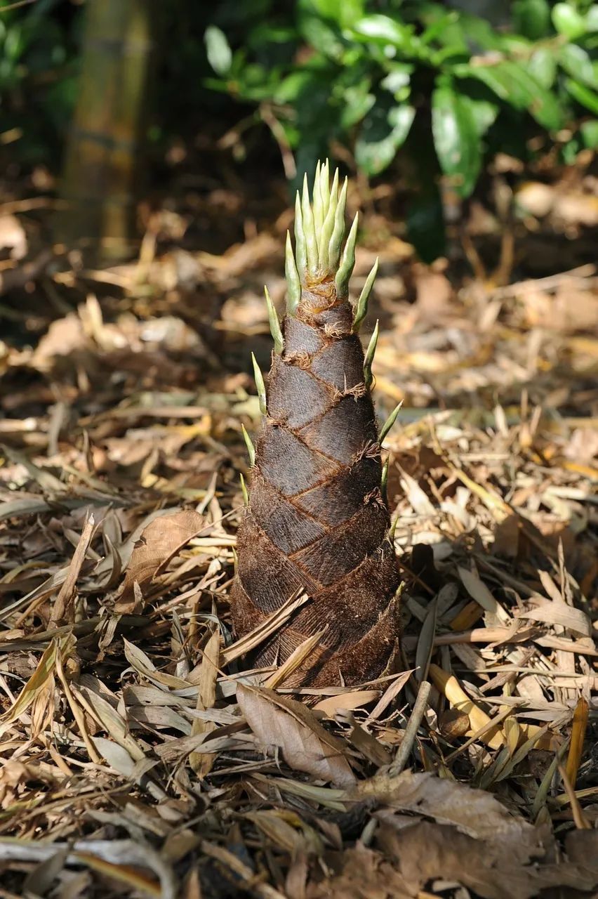 吃笋能刮油减肥春笋很鲜但有三大禁忌千万别忽视