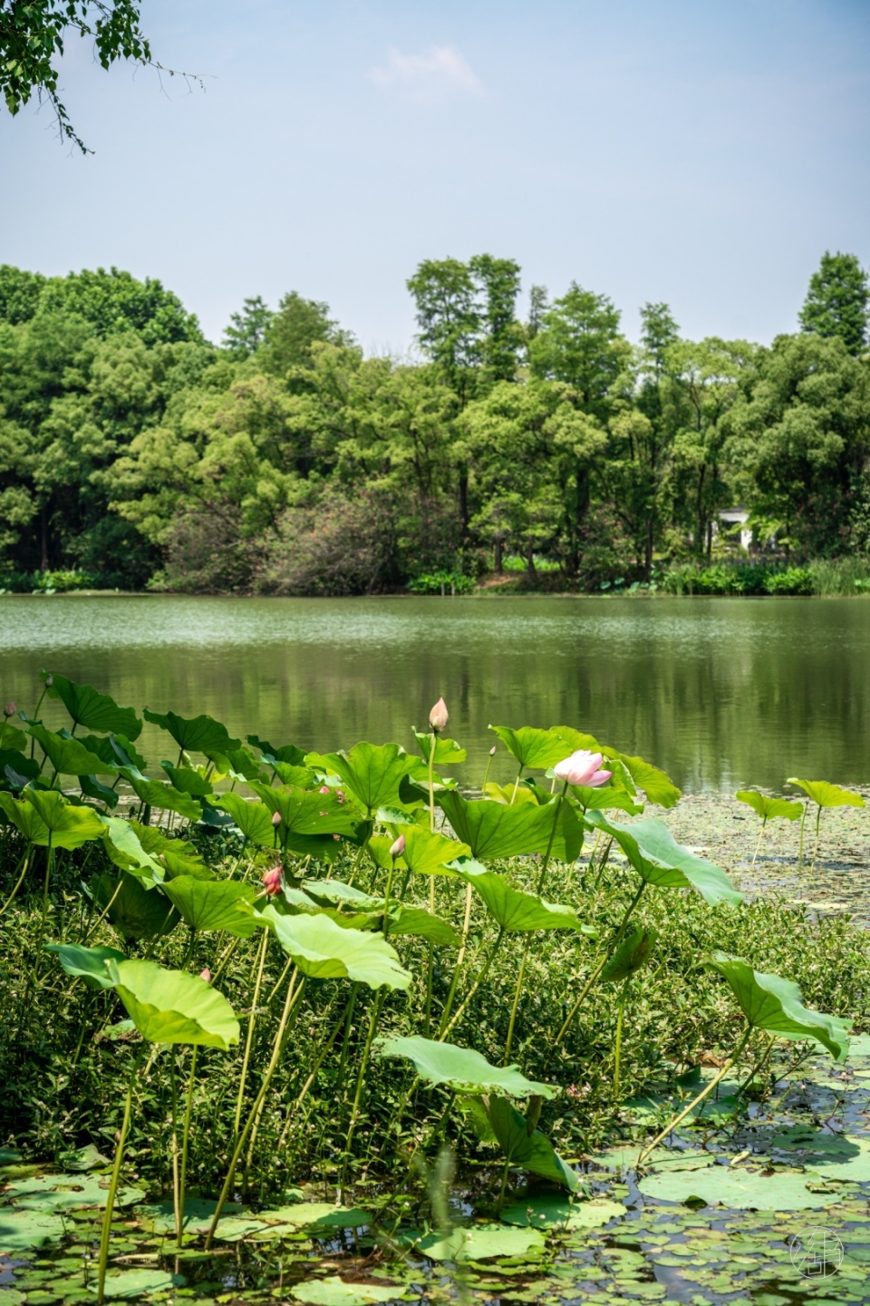 武汉东湖荷花图片