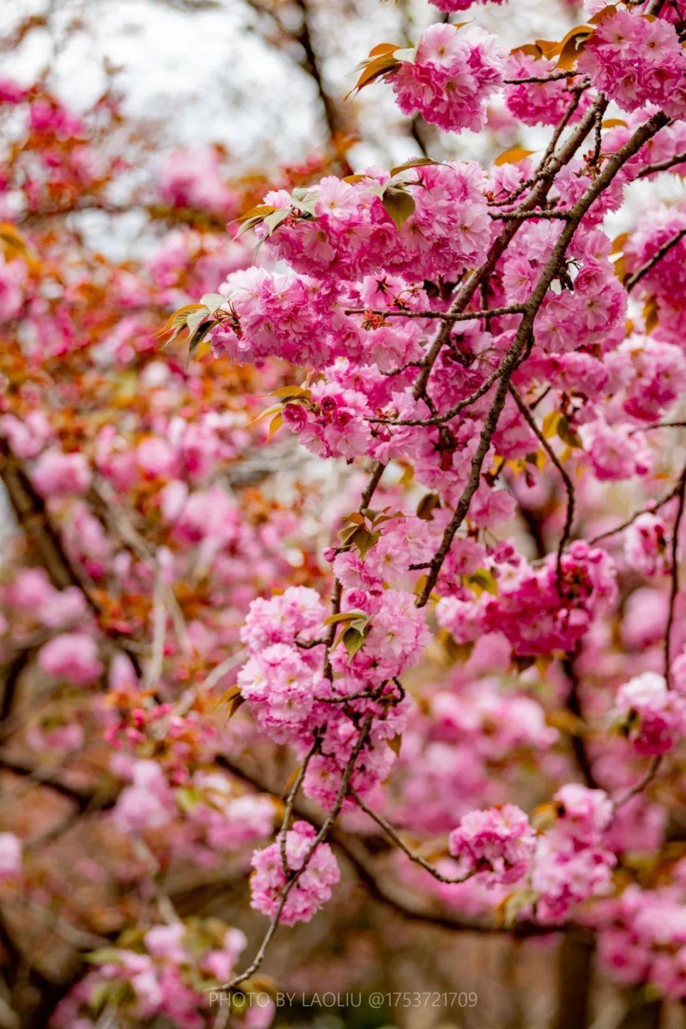 而在迎宾路和青盐高铁交会处,11万平方米的"碳汇"花海,同样吸引了大量