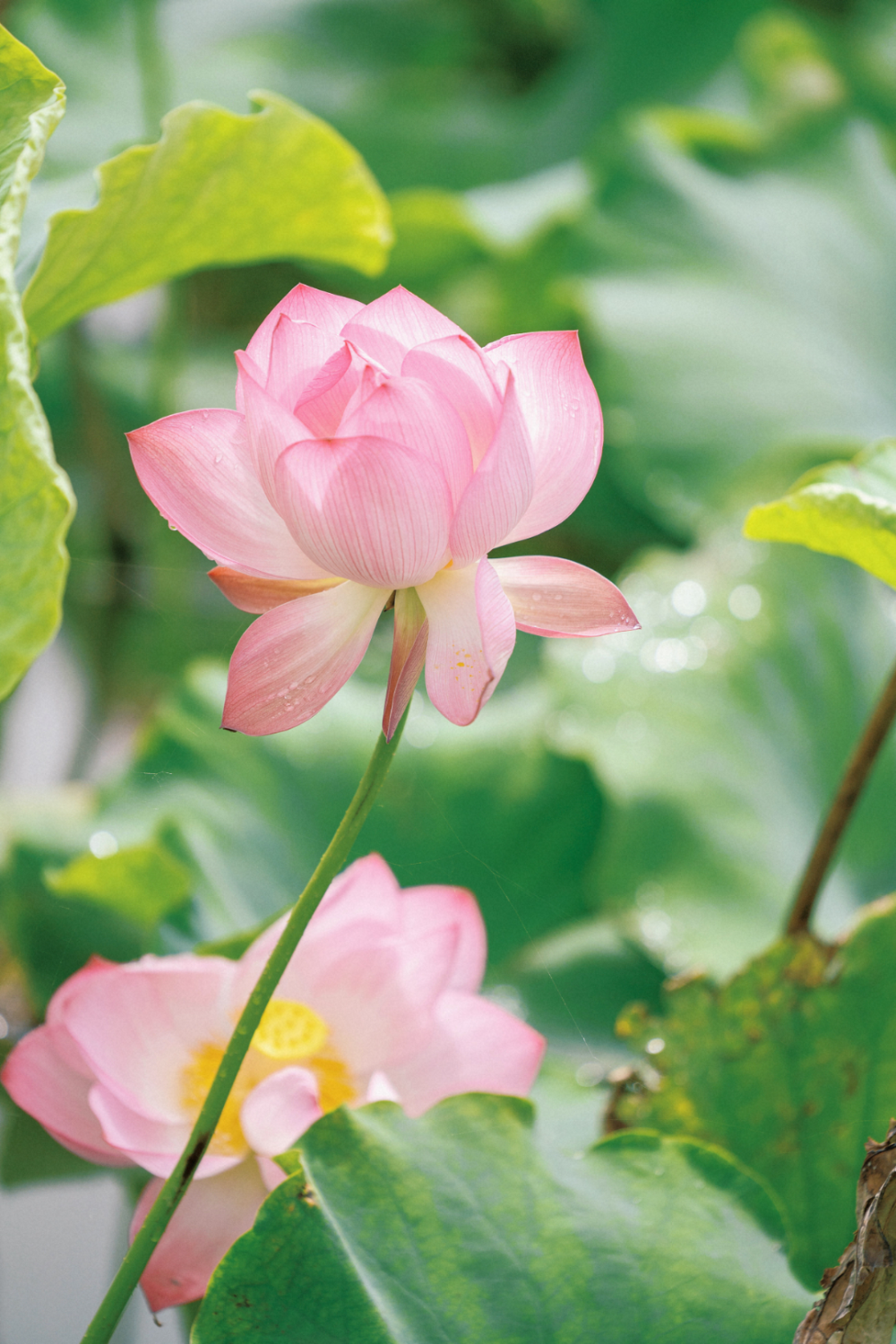 荷花满堂,蒙自的夏天真的来了