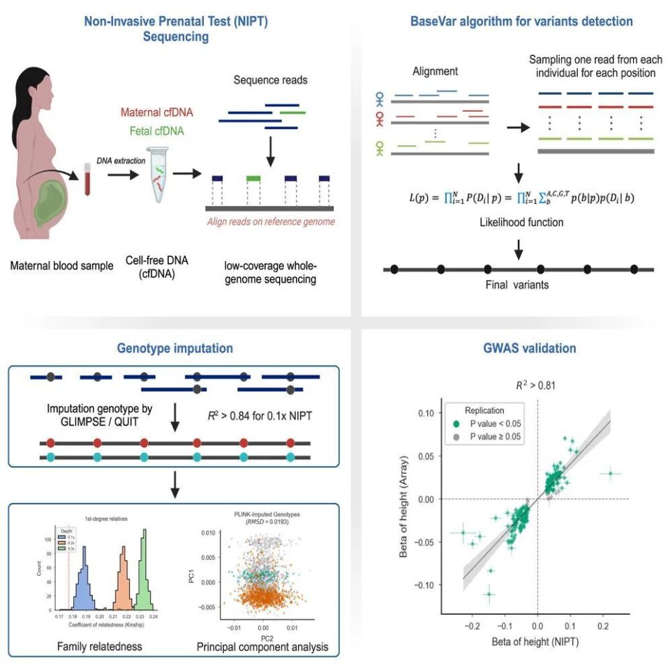 怎么鉴定呼吸套装真伪关乎母婴健康刻不容缓 ｜ Cell Genomics无创产前检测特刊_https://www.jmylbn.com_新闻资讯_第6张