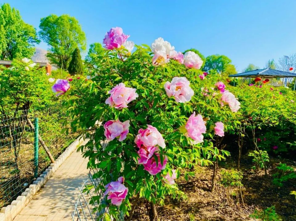 临洮曹家坪牡丹园