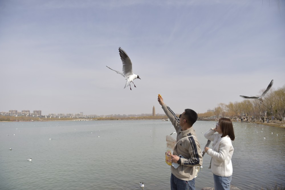 银川迎来红嘴鸥
