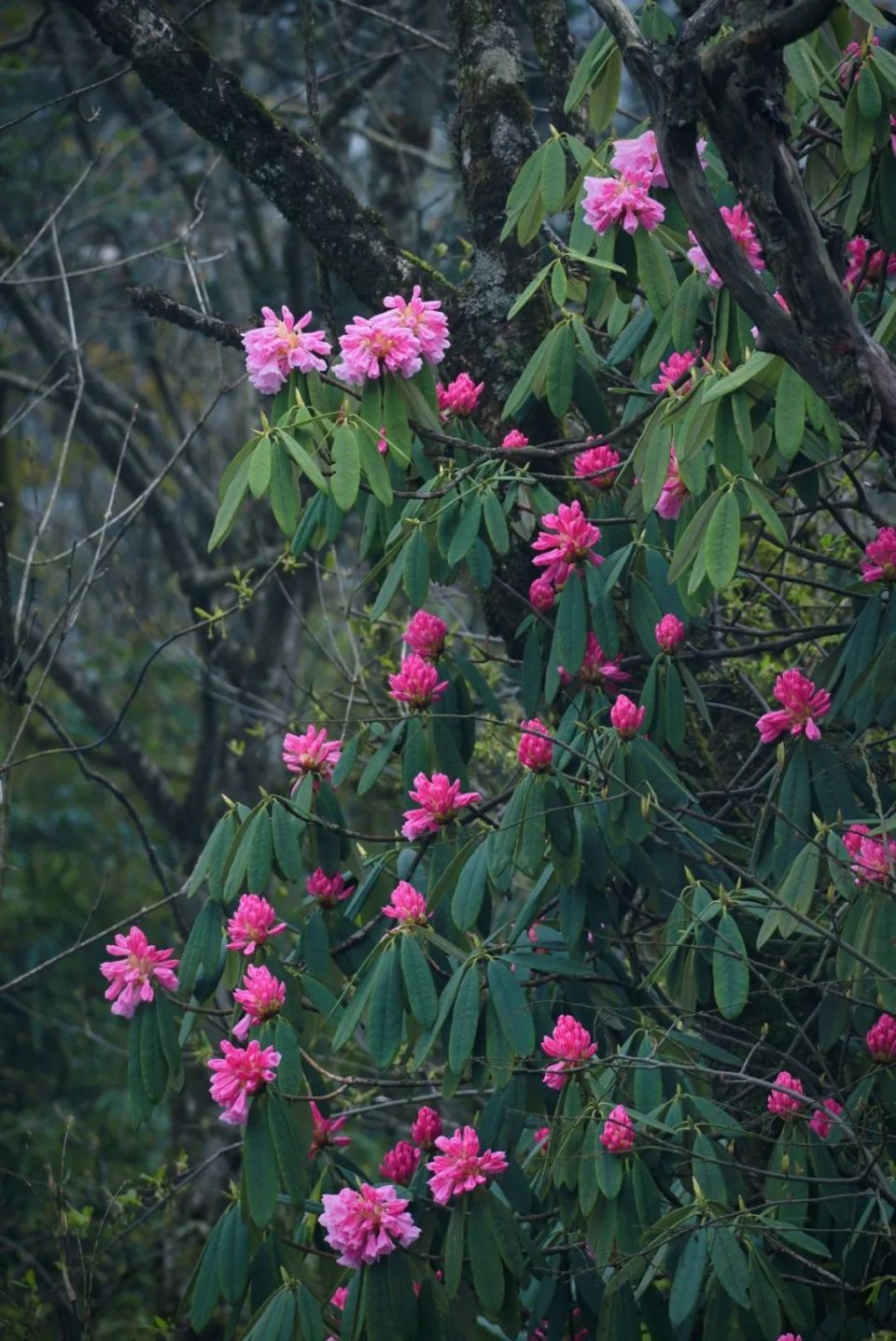 以花为媒,以体会友,峨眉山今天好热闹!