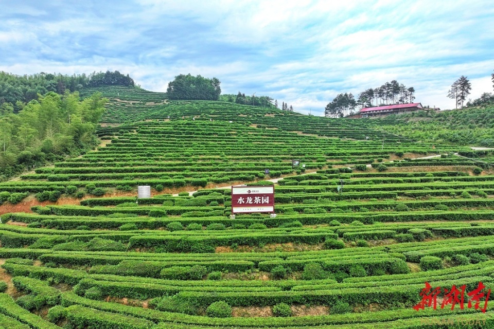 安化冷市镇:"小叶子"书写"大文章" 农文旅点亮"共富"梦