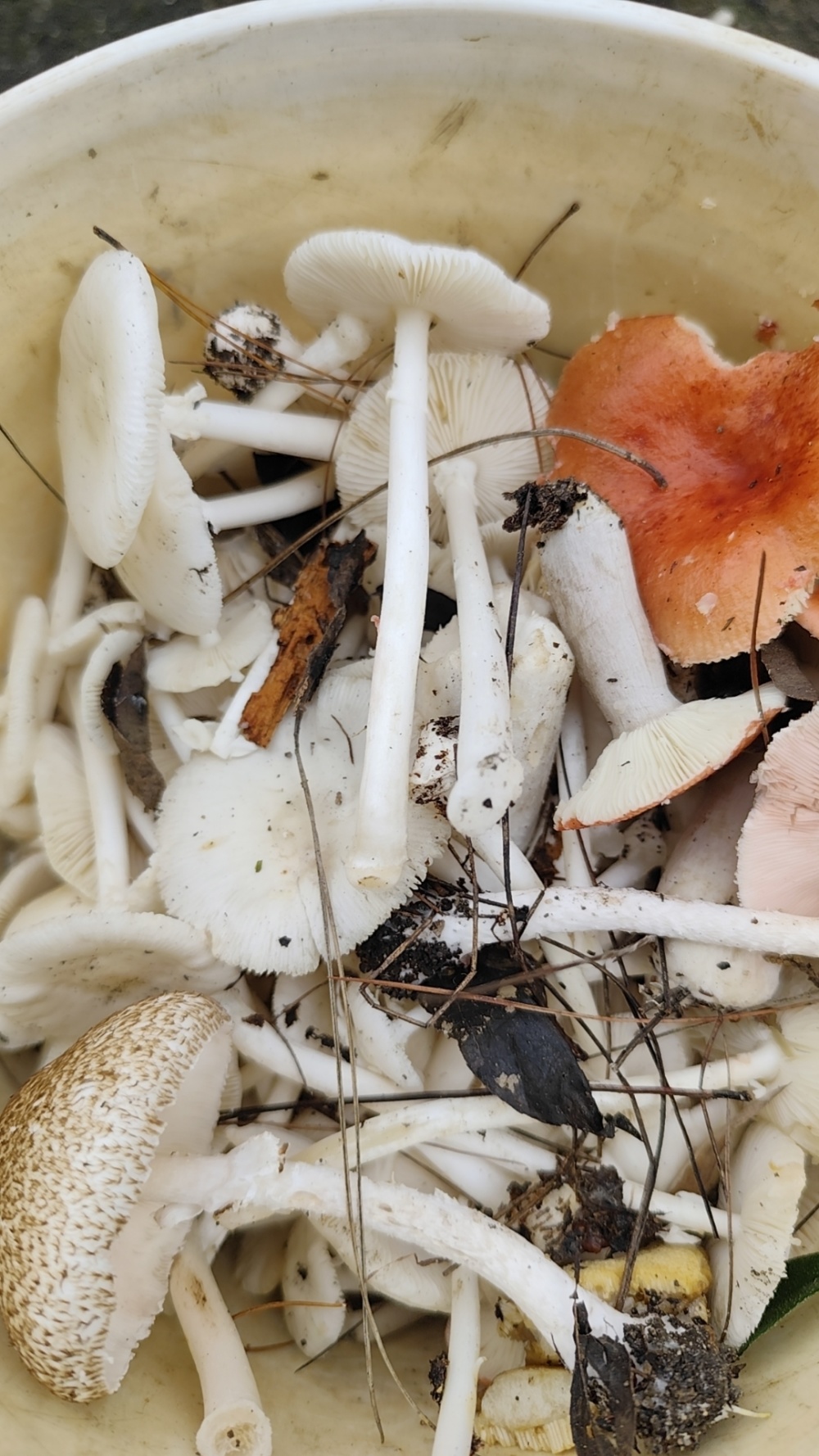 医生提醒"路边的蘑菇千万不要采"