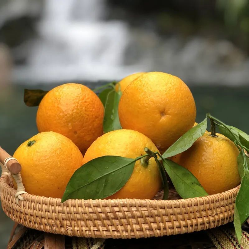 清爽橙香 淡淡蜜味!江永夏橙,真的可以