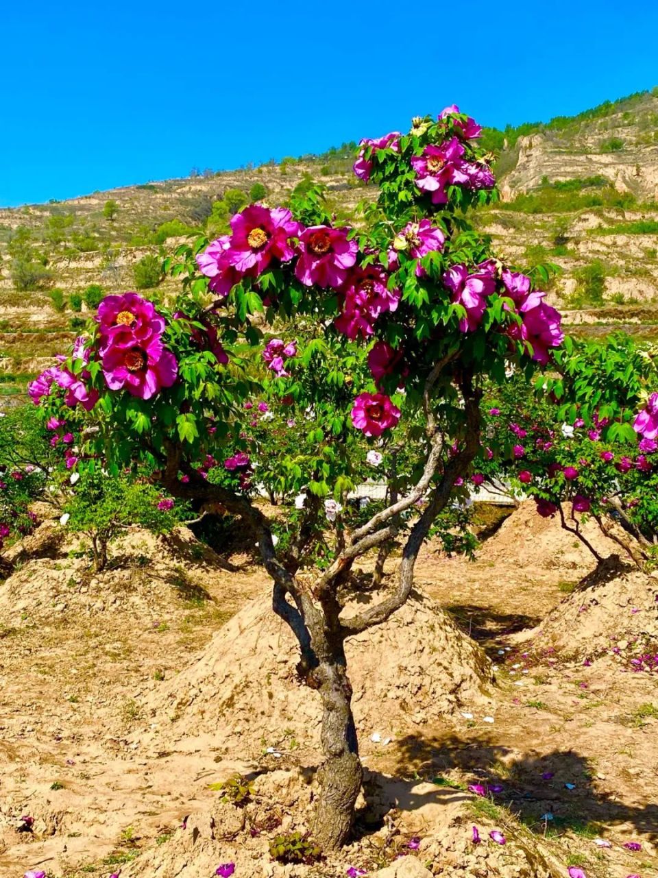 临洮曹家坪牡丹园