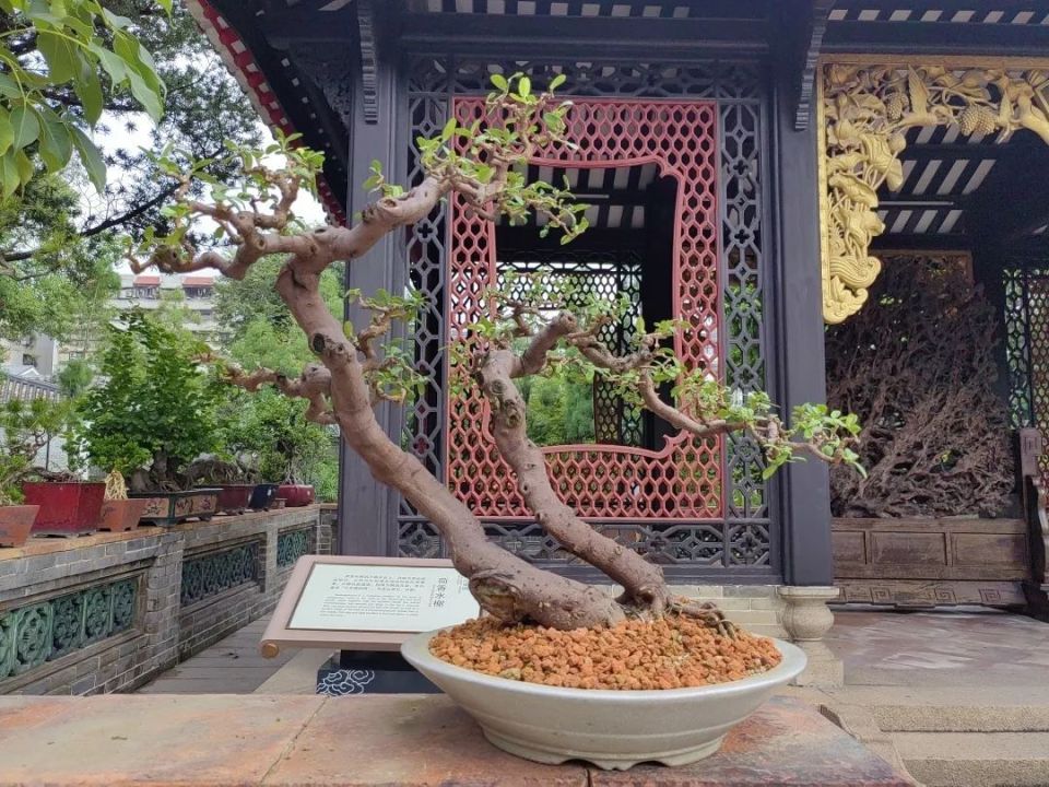 "方寸天地"岭南盆景展4.0版本来啦_腾讯新闻