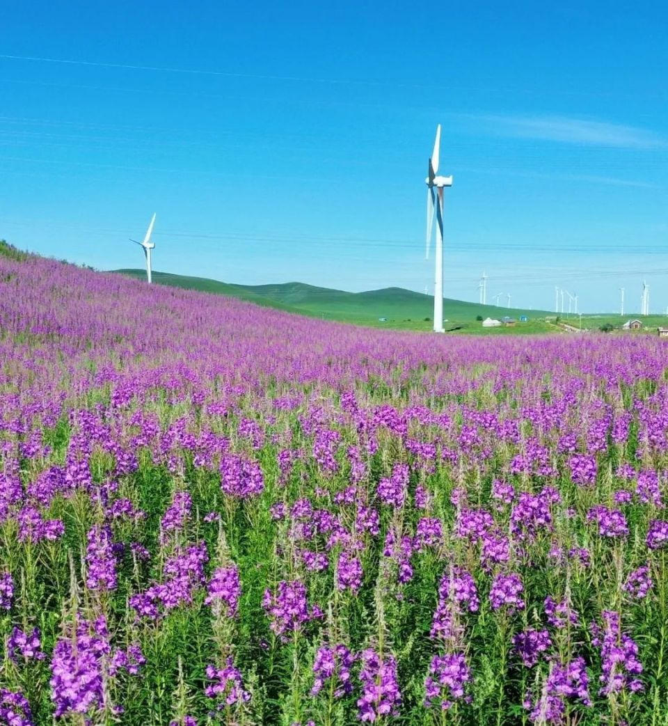 花锡林郭勒草原给你无限的憧憬和向往别忘了带上你的家人朋友来这里一