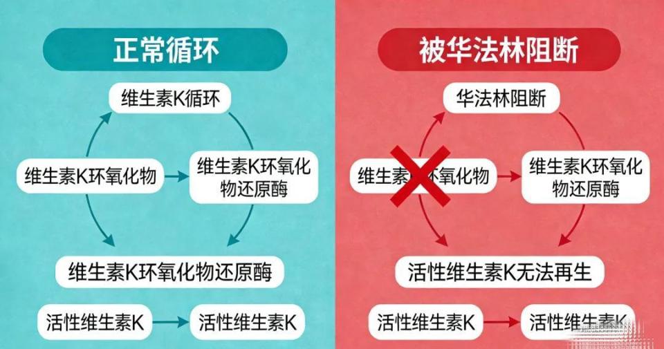 维生素k1：容易被忽视却无可替代的经典止血药腾讯新闻 