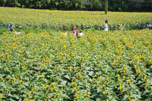 昆明这片向日葵花海惊艳绽放