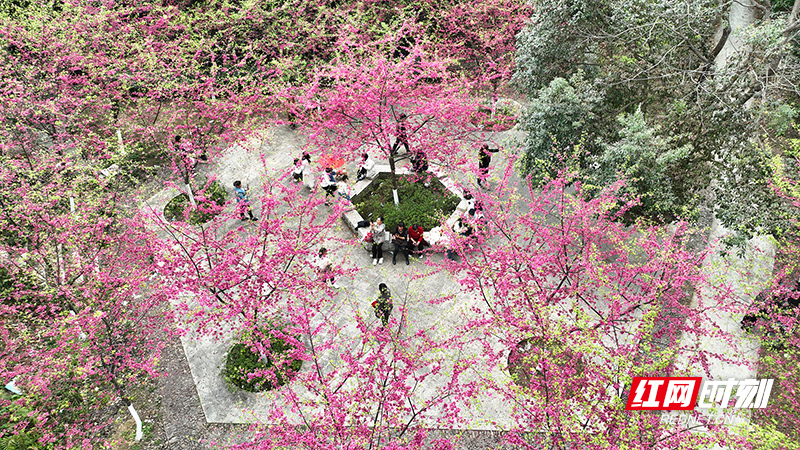 宜章县梅田镇昔日矿山变醉美樱花谷