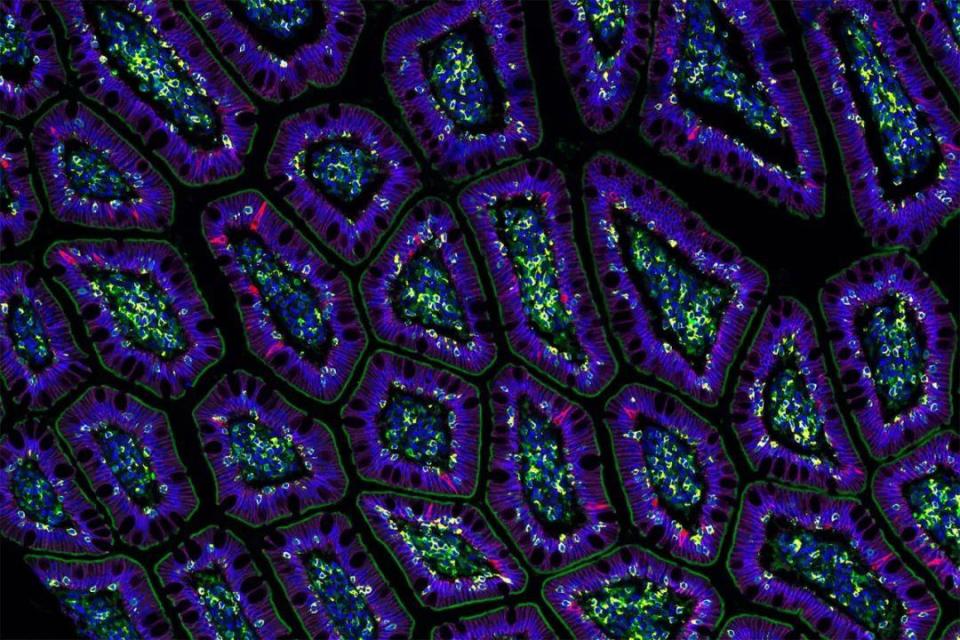 Cell：AI虚拟细胞，生命科学的“终极沙盘”？_腾讯新闻