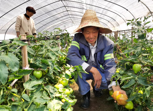 黄渡番茄上市 农户忙着摘果_腾讯新闻