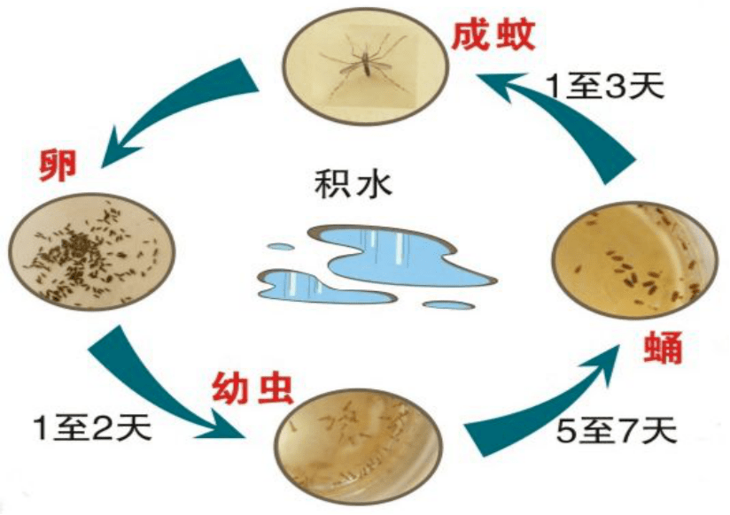 云南疾控教你几个预防蚊子叮咬的小妙招!