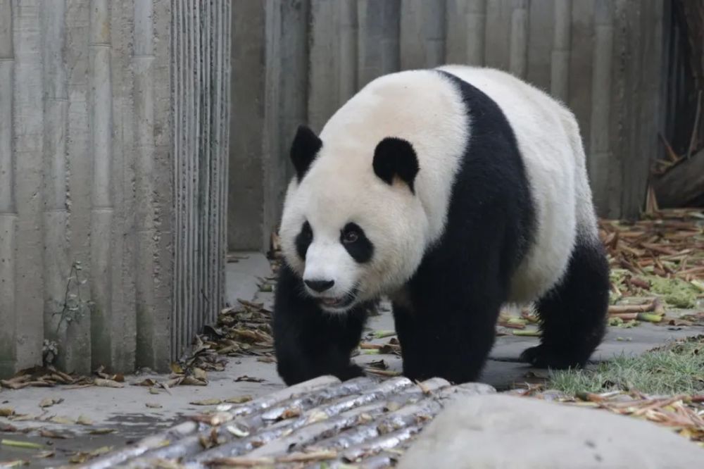 在上古傳說中,蚩尤大戰黃帝時,他的坐騎