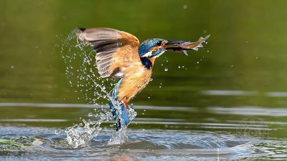 揭晓 | 2024年第十七届保加利亚瓦尔纳国际摄影展获奖作品公布