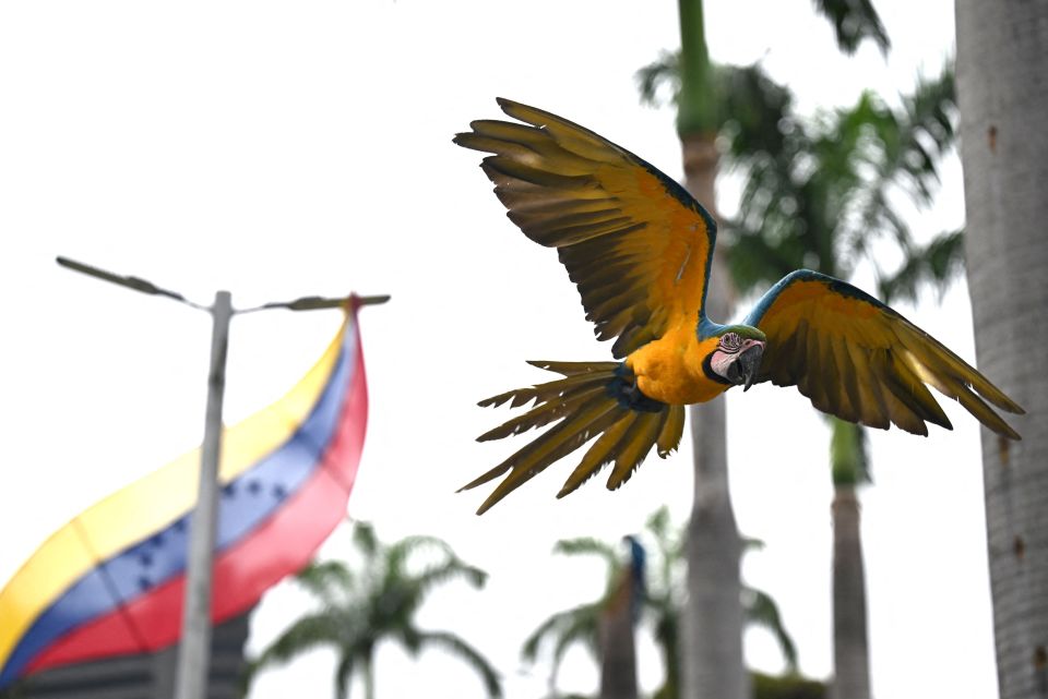 委内瑞拉首都的金刚鹦鹉