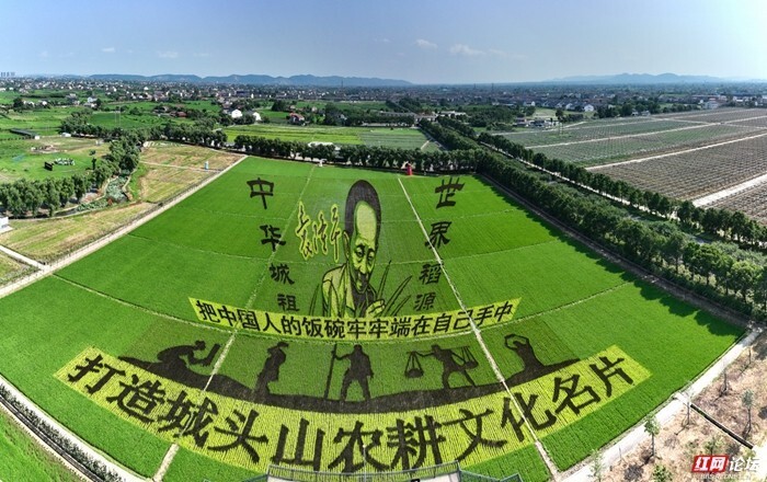 稻"满"城头山,壮观的巨幅彩绘