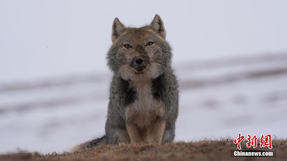 青海都兰方脸藏狐草原觅食呆萌可爱