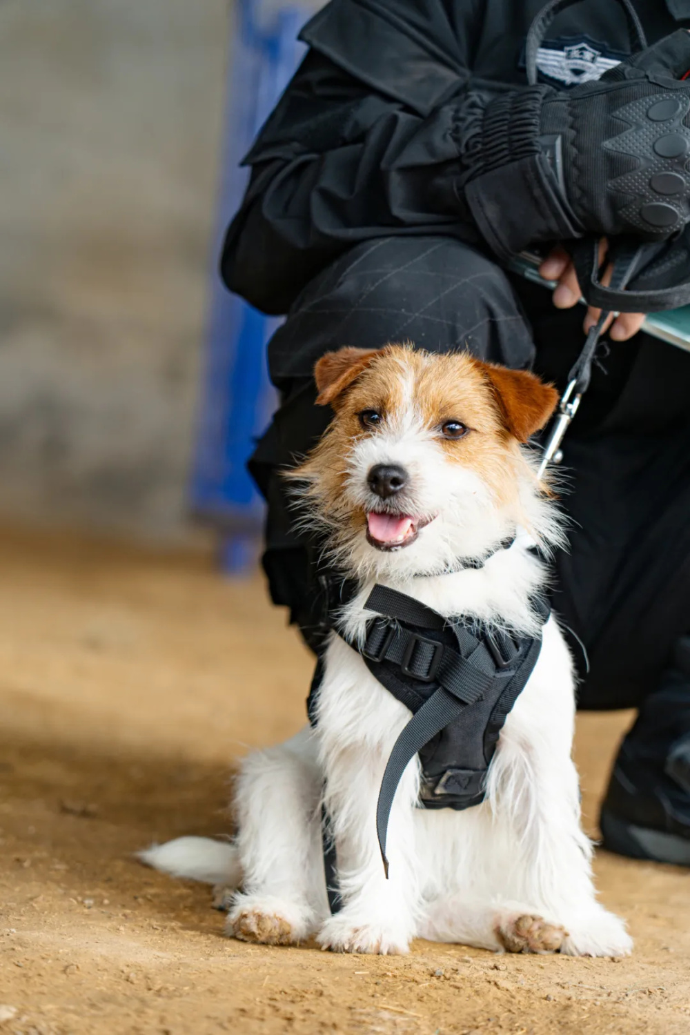 警犬照片大全图片大全图片