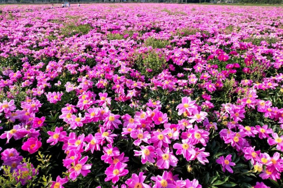 朝阳这里的芍药花海,真美!