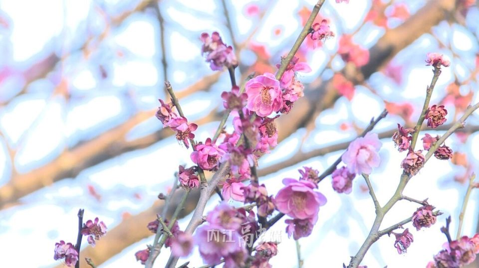 又是一年赏花季 梅朵盛开粉生红_腾讯新闻