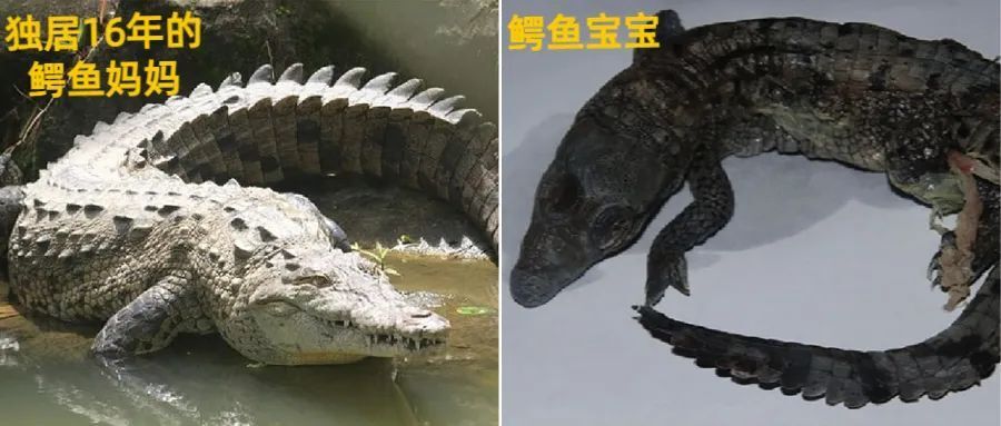 獨居16年,不用交配,它生了一個孩子_騰訊新聞