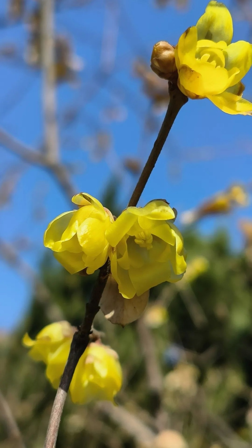 石家庄第一波蜡梅花开了!