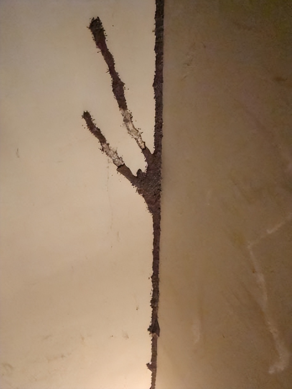 第三种情形就是在装修或搬移家具时,可能会发现白蚁的痕迹.