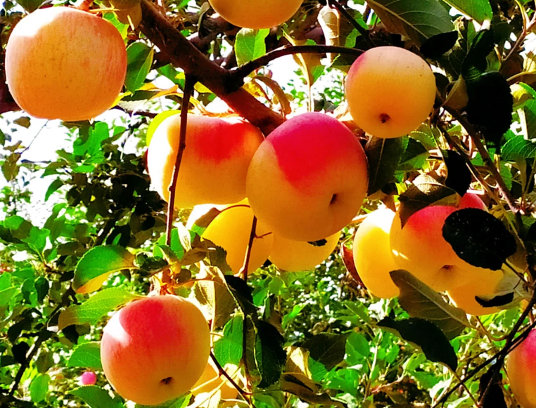 一点庆阳 陇上名家散文 | 尊贵的苹果树(文/陈宝全  诵/宋飞)