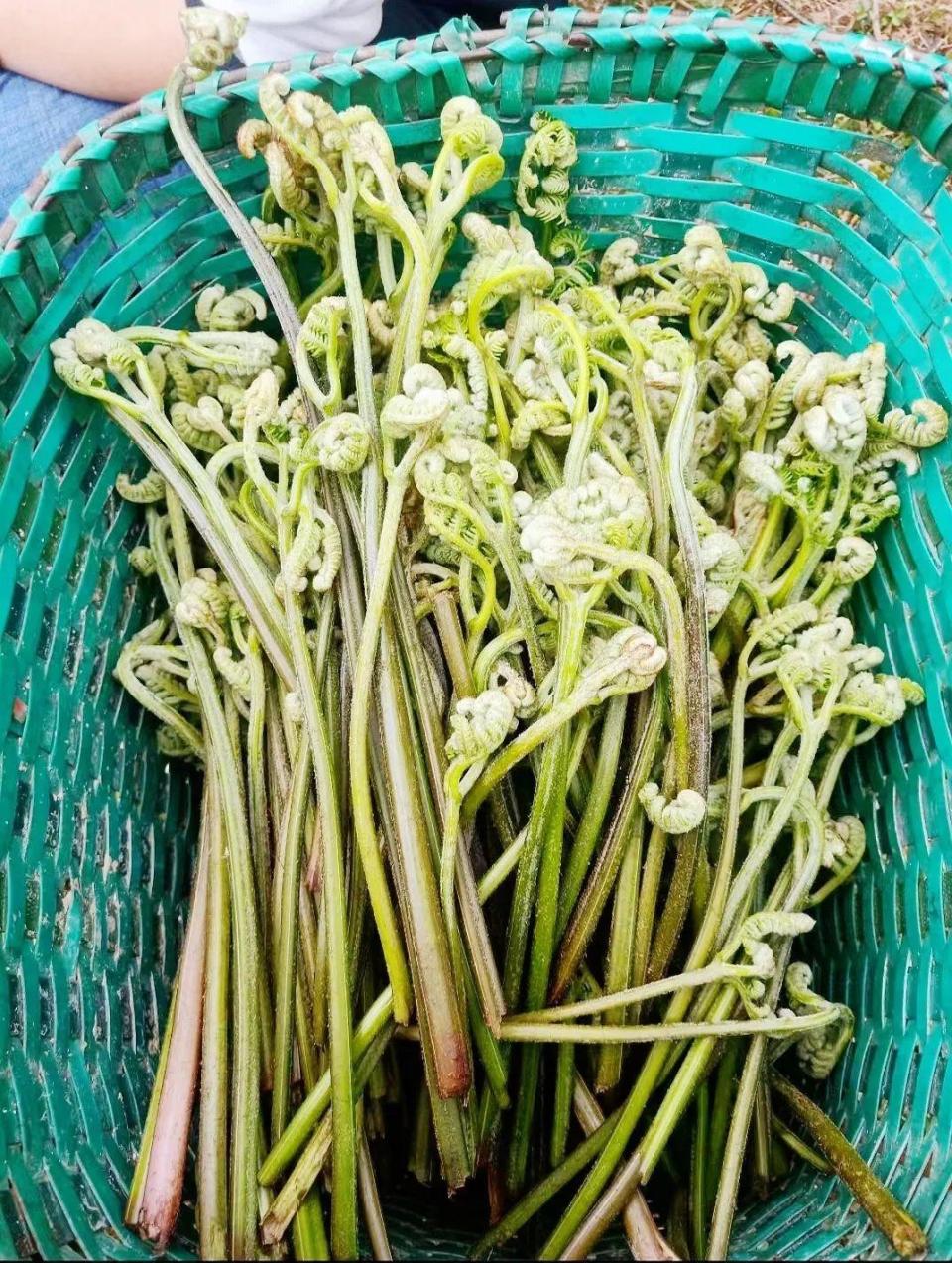 腾冲这道时令菜,味道真板扎!