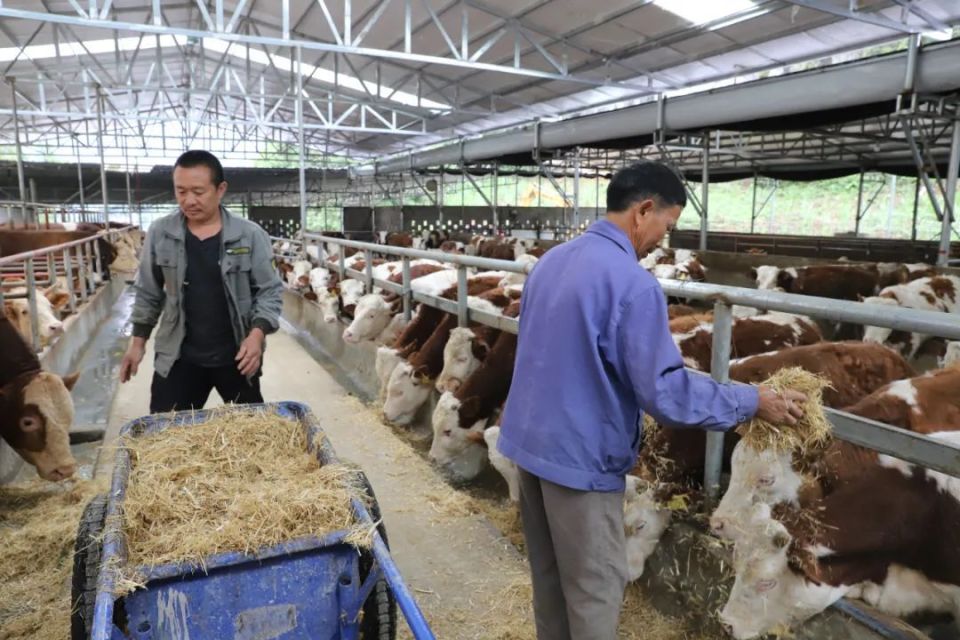 技术指导,二次育肥等模式带动了周边60余户农户养殖300余头肉牛近年来