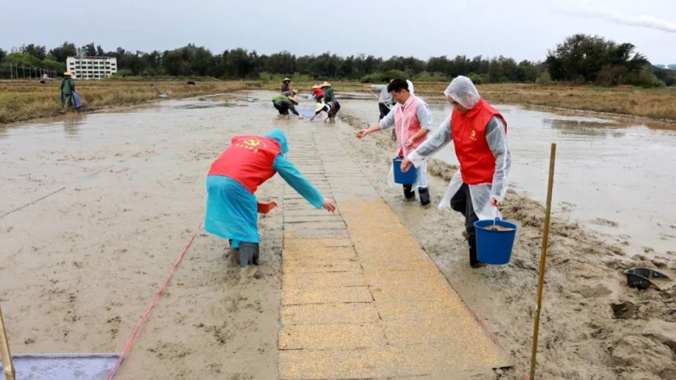 惠东平海镇碧甲村:盐碱地焕发新生机 复耕复种育秧忙