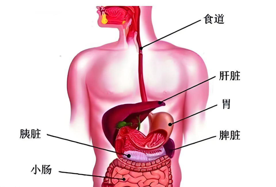 脾脏是五脏之一,居于中焦,在膈之下,胃之左