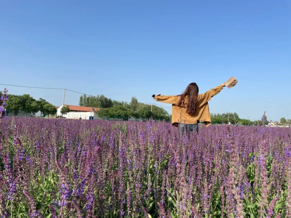 德州这里大片薰衣草花海盛放,呈现蓝色梦幻