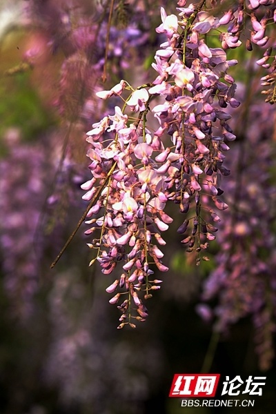 光影映衬花开如瀑,抬头与浪漫紫碰了个满怀_腾讯新闻
