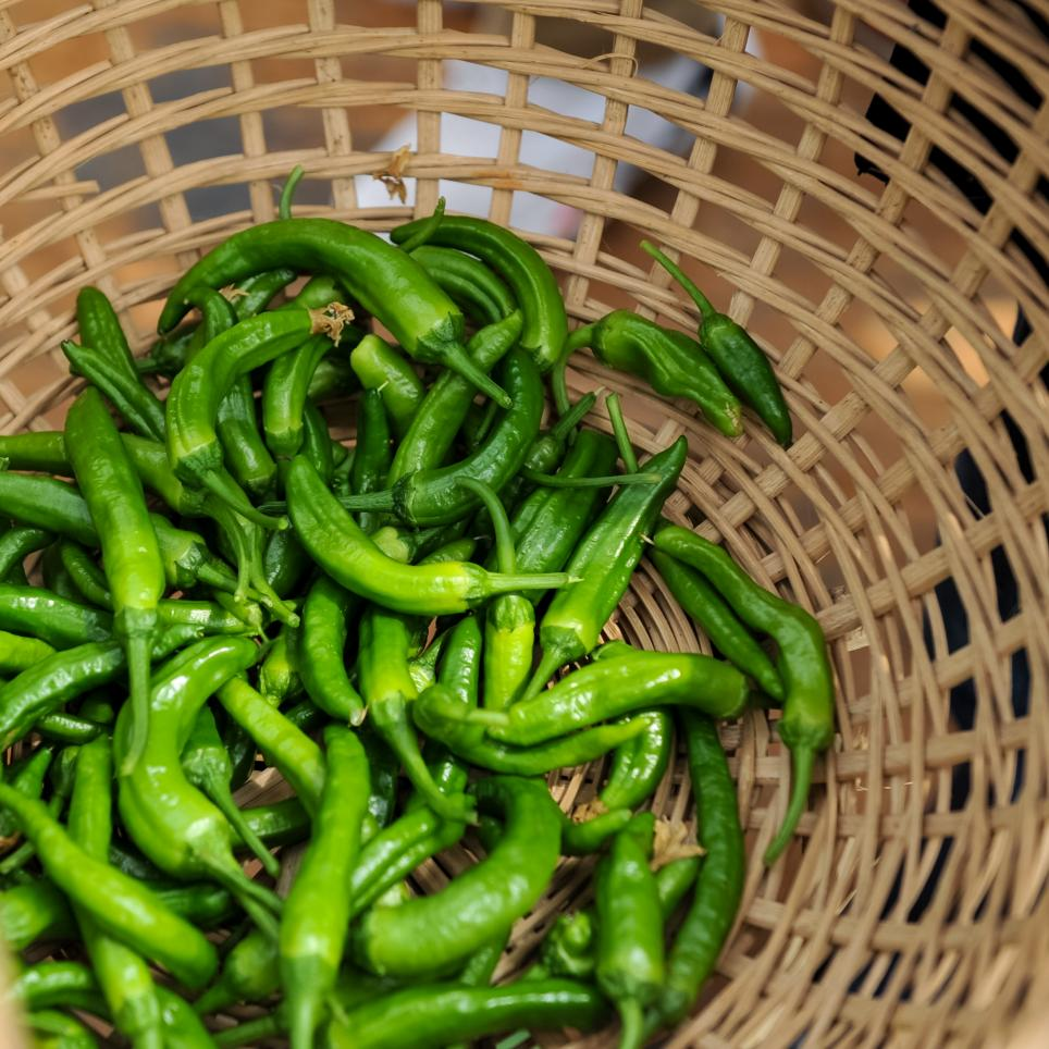 普通辣椒的培育期从育种到头批辣椒上市只需3个月左右,而樟树港辣椒却